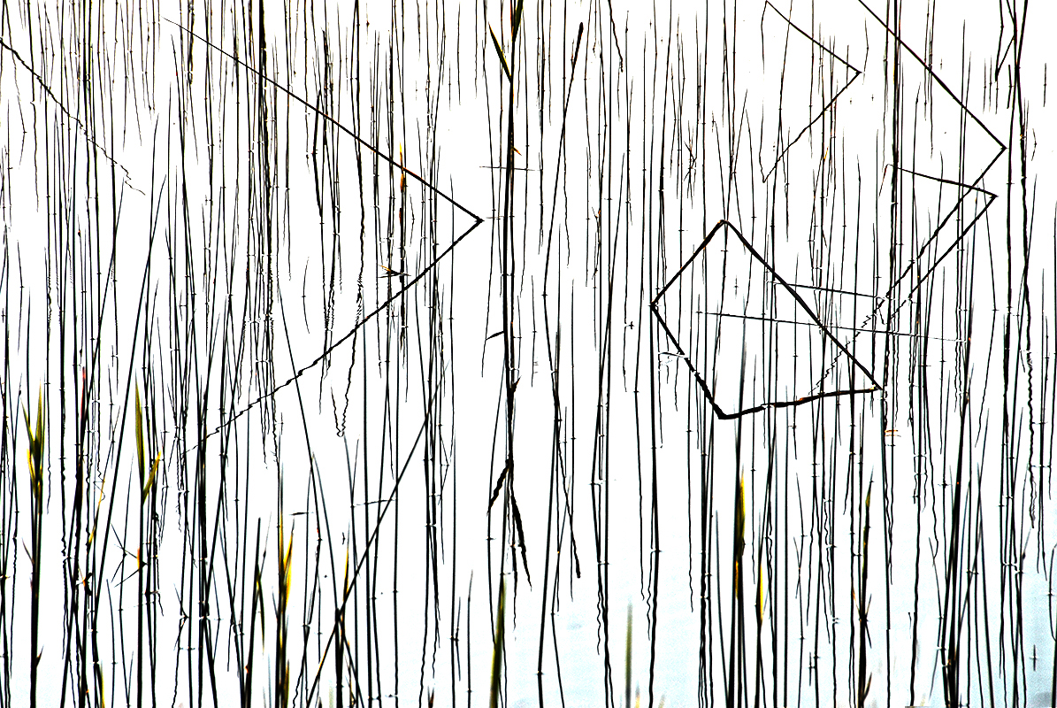 006Schilf Kopie Kopie